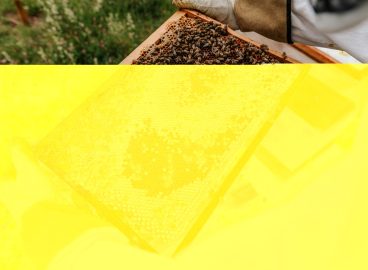 Why Has Interest in Beekeeping among Young Romanians Declined?