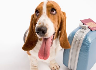 Taking your pet on holiday? Here’s what you’ll need