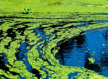 Toxic green algae in Brittany: a warning for the future of farming