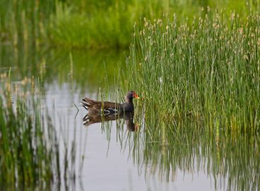 Wetlands as Europe’s natural shield against the nitrogen crisis?
