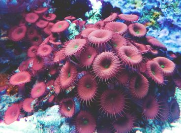 Europe’s Green Gold? The Role of Algae in the EU’s Sustainable Future