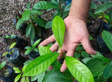 The many faces of the bioeconomy