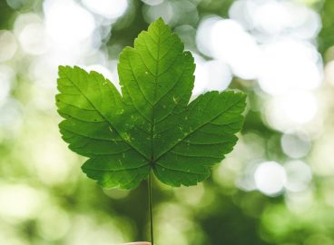 The EU has a new climate agreement, cutting emissions by 90% by 2040: what changes?