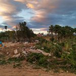 Debris and broken palm trees, Paiporta
