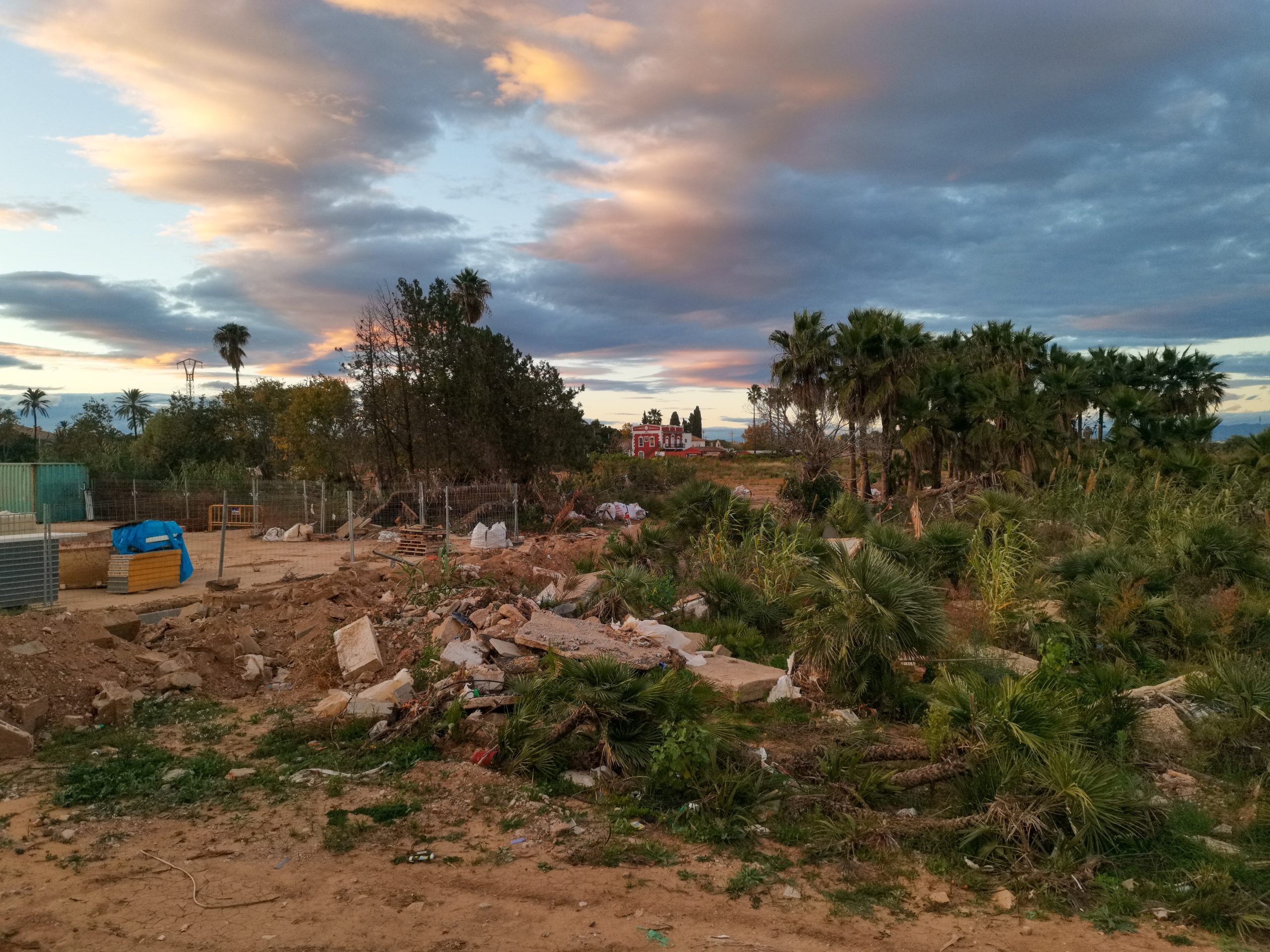 Debris and broken palm trees, Paiporta